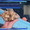 [ID: G9nlcu32Xnc] Youtube Automatic