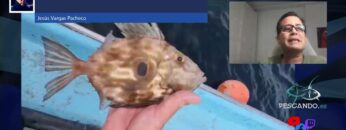 [ID: G9nlcu32Xnc] Youtube Automatic