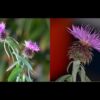 [ID: ns22ZOmBXbg] Youtube Automatic